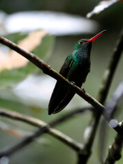 Hummingbird in Mountain Pine Ridge Forest Reserve, Belize
