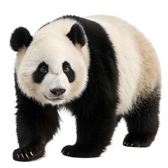 Fototapeta premium Panda.