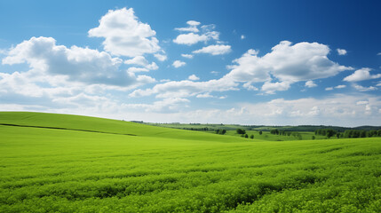 Fototapeta premium Field and blue sky. Meadow and clouds. Field landscape