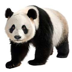 Fototapeta premium Panda.