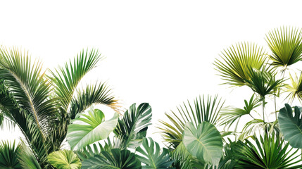 Obraz premium A lush green plant with many leaves and a white background