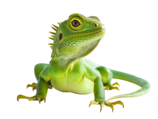 Isolated Green Iguana Lizard Close-up