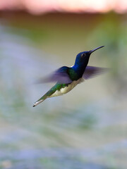 Hummingbird in Mountain Pine Ridge Forest Reserve, Belize