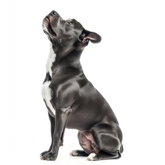 A black and white dog is sitting on a white background