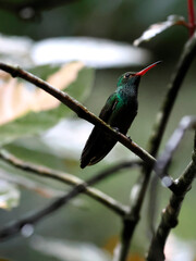 Hummingbird in Mountain Pine Ridge Forest Reserve, Belize