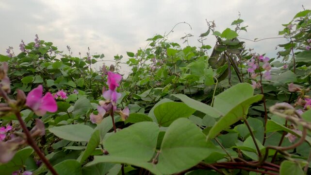 Buds and purple color flower blooming from Lablab plants which are cultivating in village farm of Dhaka, Bangladesh