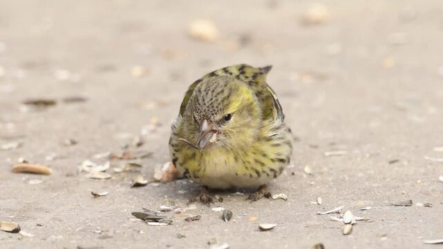 Eurasian siskin eating sunflower seeds on the ground