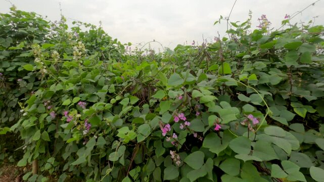 Lablab plants cultivation in Dhaka, Bangladesh. fower bloomed in bean plants