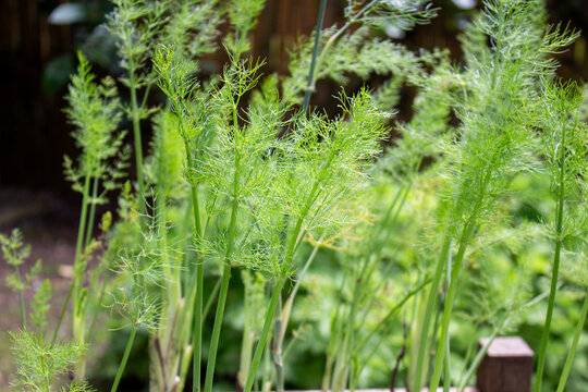 Foeniculum vulgare Mill, popularmente erva-doce, funcho, funcho-doce,funcho de Floren&ccedil;a, fiolho ou erva-doce de cabe&ccedil;a