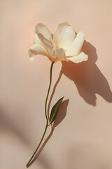 Obraz premium Delicate light peach flower with long stem and single leaf, casting a shadow on a pale peach background.