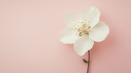 Single white blossom on a pale pink background.  Perfect for spring or feminine themes.