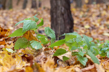
A bouquet of bright green nettles poking through yellow fallen leaves.