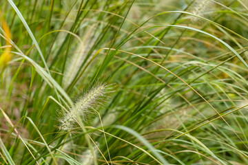 
A dense, green bunch of grass with fluffy, whitish flowers.
