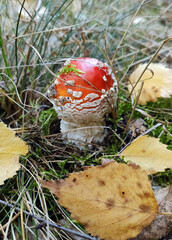 Mushrooms in the fall forest. Fly Agaric
