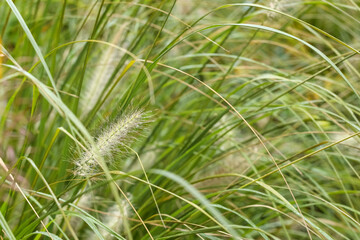 
A dense, green bunch of grass with fluffy, whitish flowers.