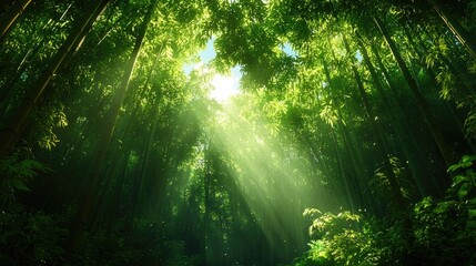 Sunlight Filtering Through Lush Green Bamboo Forest Canopy