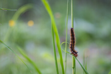 A Drinker moth caterpillar, crawling on a blade of grass at the edge of woodland. Caterpillar of the Drinker moth (Philudoria potatoria). 
