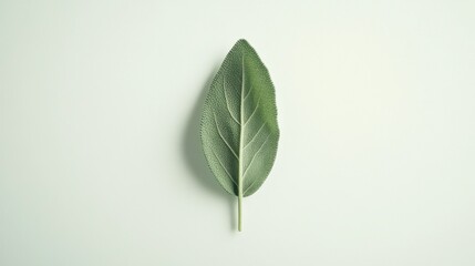 Green Sage Leaf on Soft Background for Natural Beauty Concepts