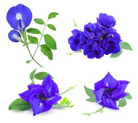 Close up  set of  Butterfly pea flowers   on white background .