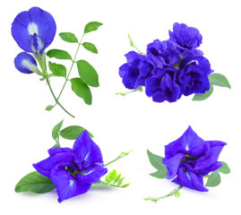 Close up  set of  Butterfly pea flowers   on white background .