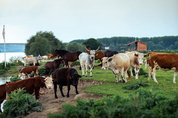 Naklejka premium Diverse herd of cows and horses grazing peacefully by the river, creating a serene countryside atmosphere filled with lush green fields and gentle summer breezes