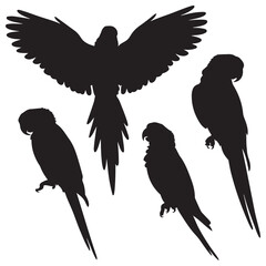 Vector parrot silhouettes of amazon jungle isolated on white background
