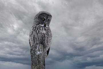 A Great Grey Owl hunting from the topof a telephone pole alog a cuntry road