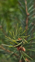 close plan for the tree branch. macro 