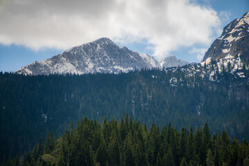 Naklejka premium Stunning panoramic view of snow capped mountain peaks rising majestically above a dense, lush green pine forest, creating a breathtaking natural landscape