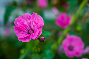 Obraz premium Vibrant Spring Flowers in Full Bloom