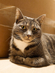 Obraz premium Cute tabby cat laying by a cardboard box, resting. Cat portrait. Pets. 