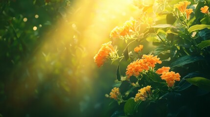 Bright Yellow Flowers Bathed in Gentle Sunlight in Green Nature