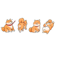 Shiba dog