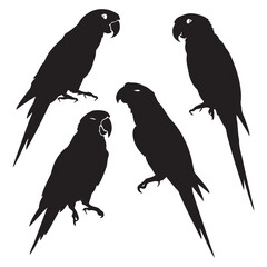 Vector parrot silhouettes of amazon jungle isolated on white background