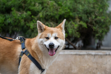 A Joyful Stroll: The Bond Between a Dog and Its Owner on a Walk Outdoors