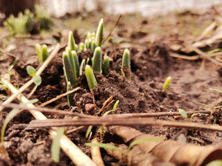 frühling
