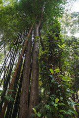 Fototapeta premium Tall trees of Wat Pha Lat temple