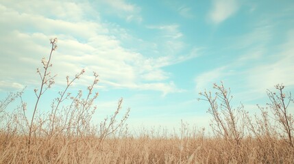 Fototapeta premium Majestic Orchards: A Cinematic View of Towering Bud Trees Against Deep January Skies