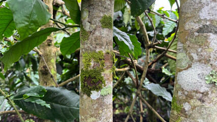 Moss-covered trunk of a cinnamon tree in a natural setting