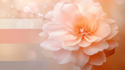 Elegant blush peony in soft focus with neutral pastel background
