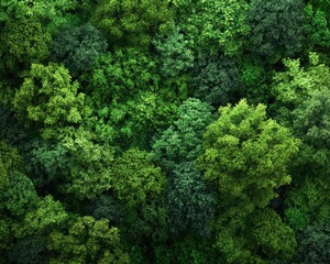 Naklejka premium This mesmerizing aerial view showcases a dense forest filled with varying shades of green.