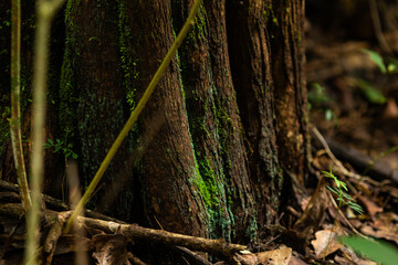 Detalhe de tronco úmido com liquen e musgo, em ambiente de um bosque.
