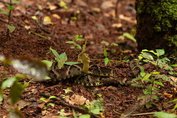 Uma cobra enrolada no chão, camuflada, com a cabeça levantada, pronta para o bote. jararaca...