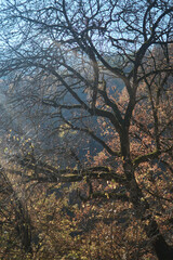Haghartsin,  medieval monastery located near the town of Dilijan