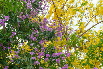 Flowers of Queen's crape-myrtle | Lagerstroemia speciosa