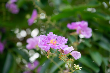Purple flowers in the garden | Queen's crape-myrtle | Lagerstroemia speciosa