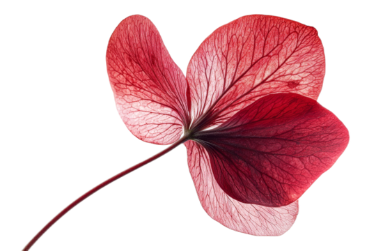 Delicate red leaf with intricate veins and graceful shape