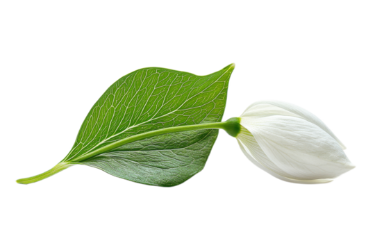 White flower with green leaf on transparency background - Powered by Adobe