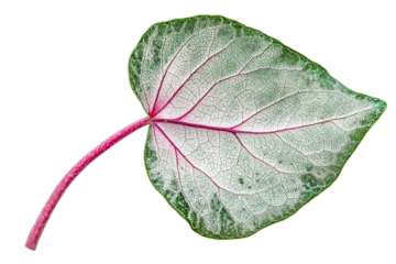 vibrant leaf with intricate veins and pink stem