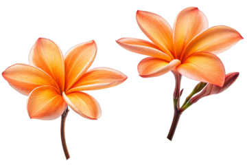 Two Vibrant Plumeria Flowers